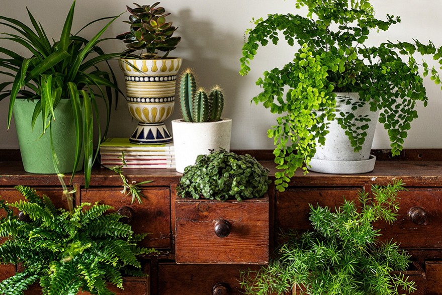 Urban jungle : des plantes dans la maison