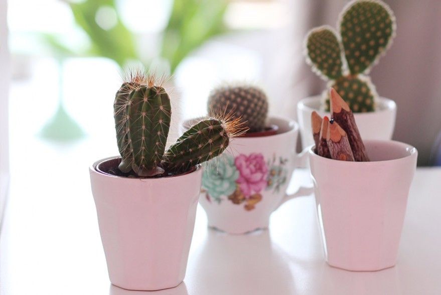 Des cactus dans la déco : intemporels et design